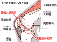 膝の痛み、たけし接骨院では何をしてくれる？？