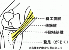 膝の内側の痛み