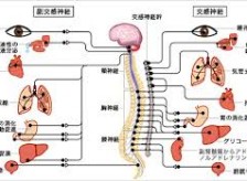治癒力を高める自律神経のバランス